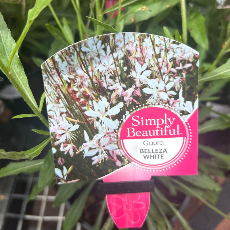 Gaura Belleza