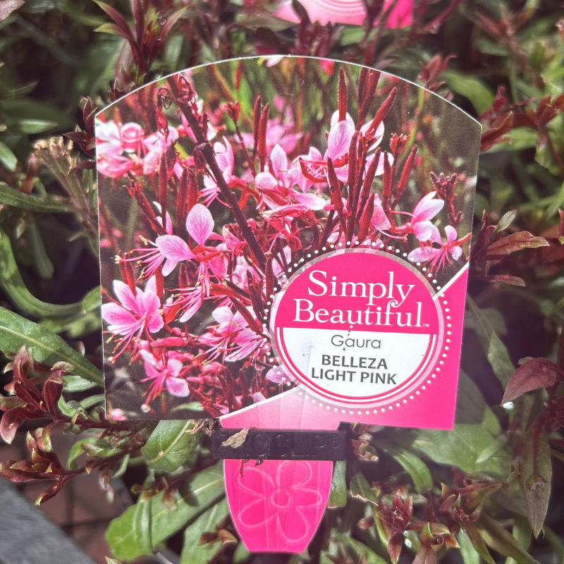 Gaura Belleza