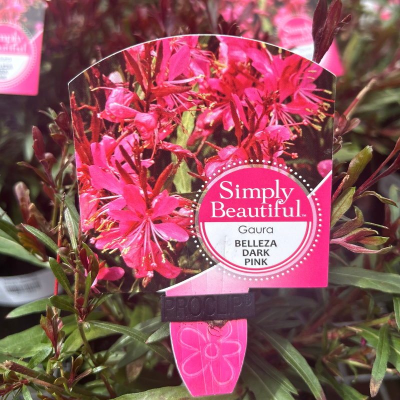Gaura Belleza