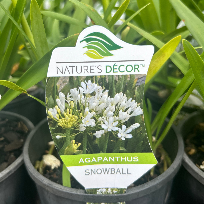 Agapanthus Snowball