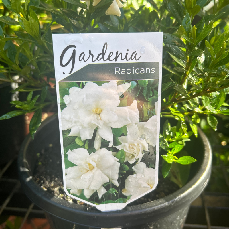 Gardenia radicans