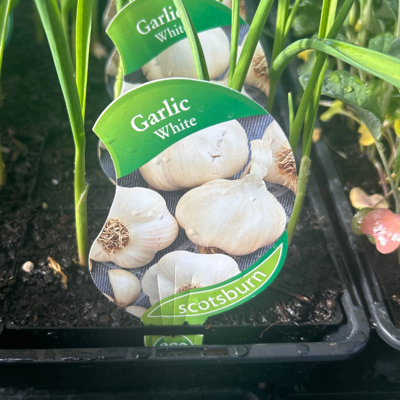 Garlic Australian White punnet
