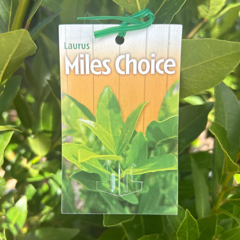 Laurus nobilis Miles Choice