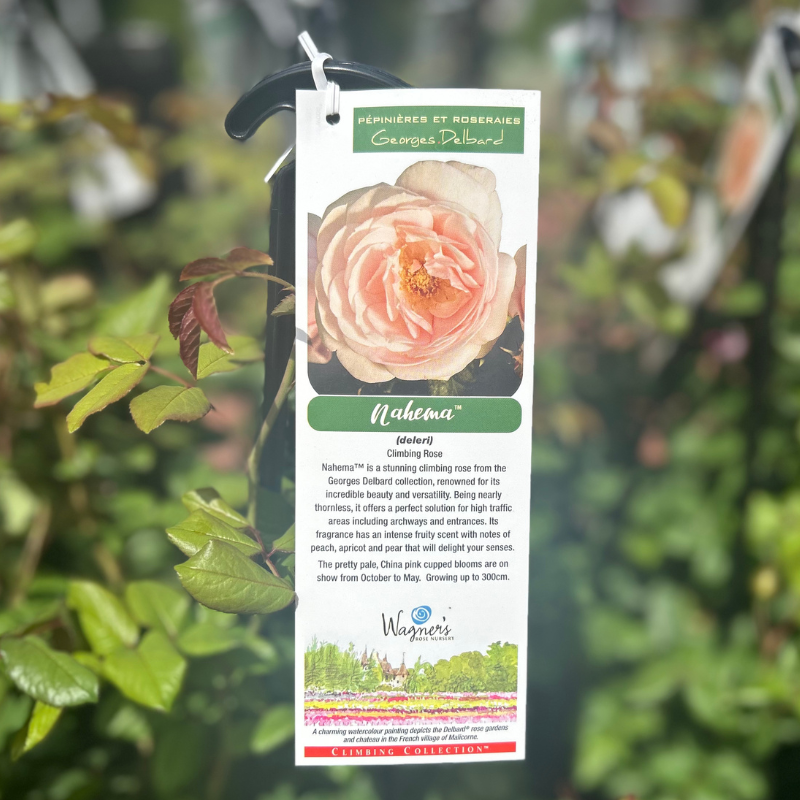 Nahema Climbing Rose