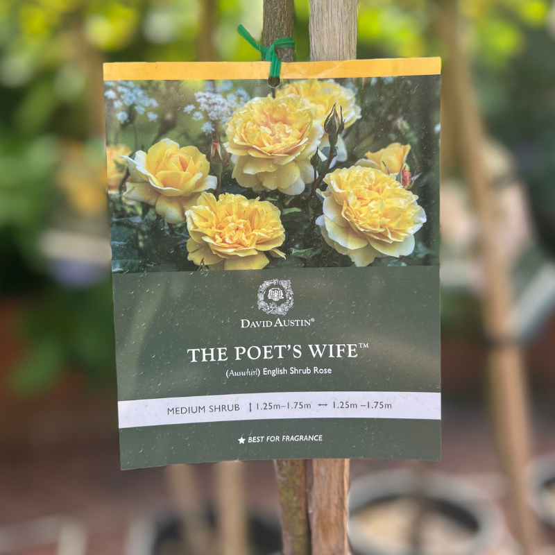 The Poets Wife Standard Rose