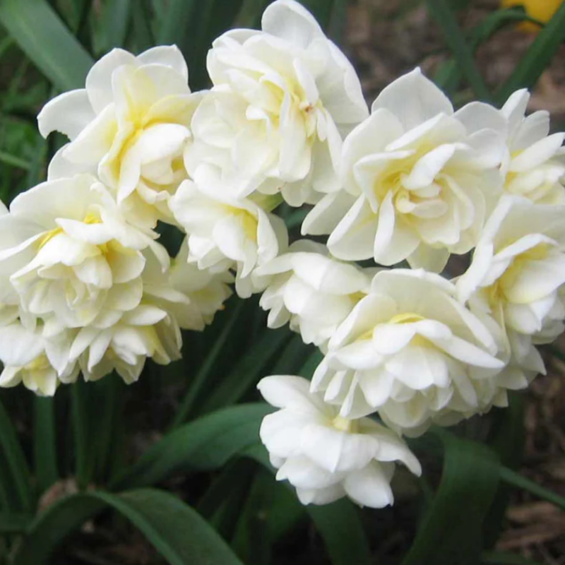 Daffodil Erlicheer Bulbs