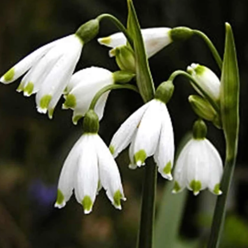 Leucojum Snowflakes