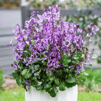 Plectranthus Mona Amethyst