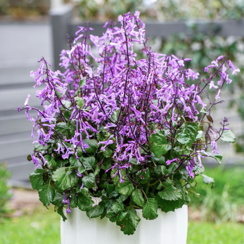 Plectranthus Mona Amethyst