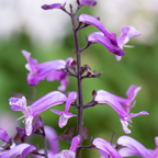 Plectranthus Mona Amethyst