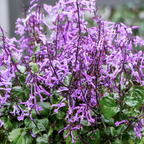 Plectranthus Mona Amethyst