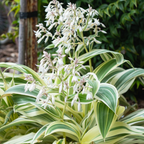 Arthropodium Moonbeam