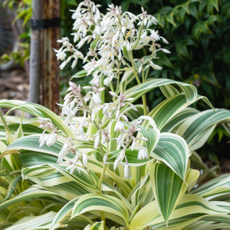 Arthropodium Moonbeam