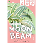 Arthropodium Moonbeam