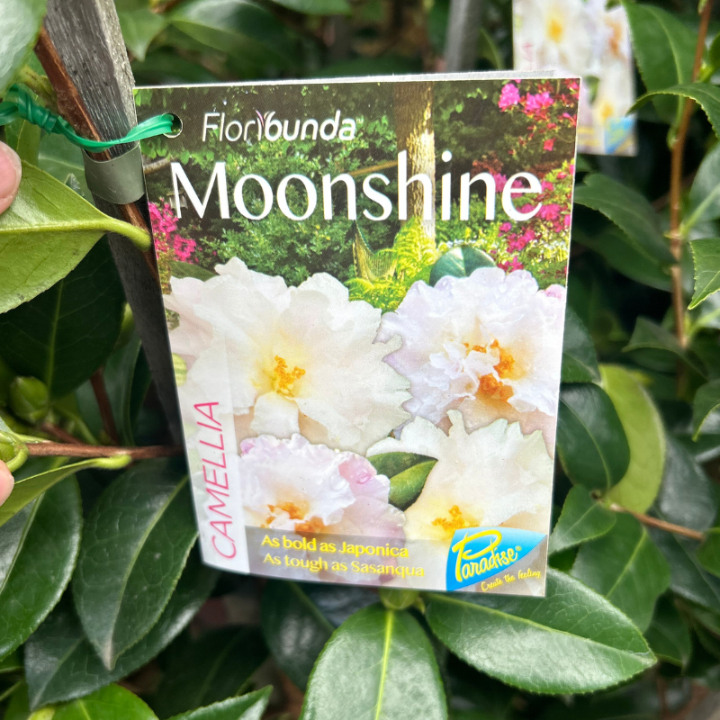 Camellia Moonshine