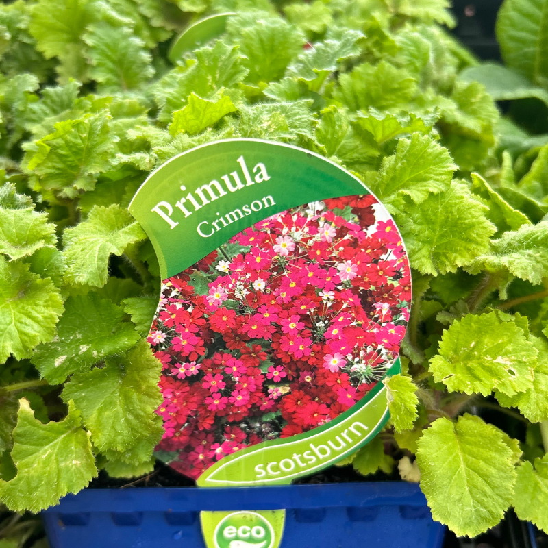 Primula Crimson punnet