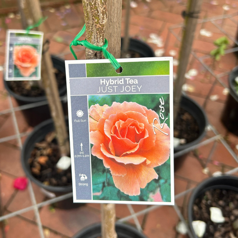 Just Joey Standard Rose