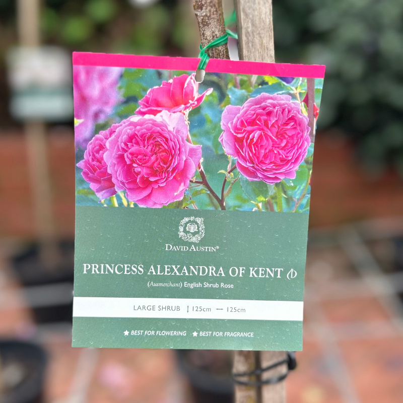 Princess Alexandra of Kent Standard Rose