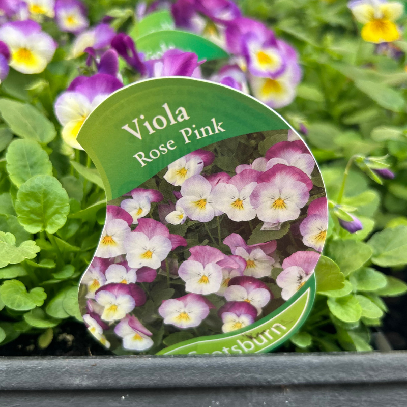 Viola Rose Pink punnet