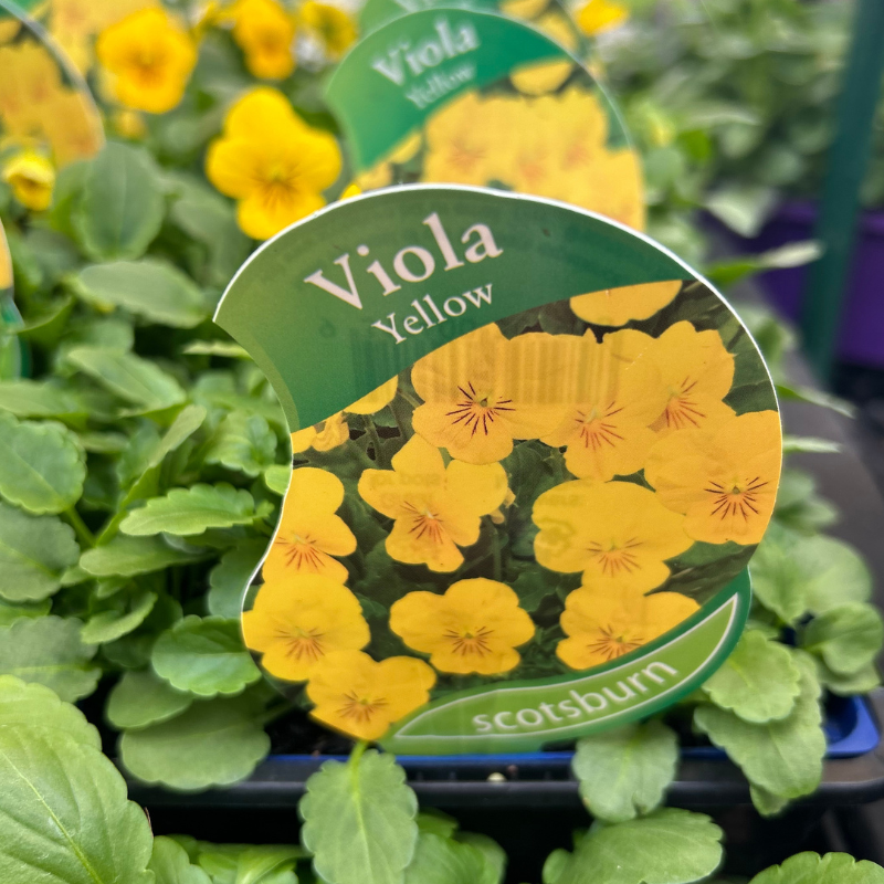 Viola Yellow punnet