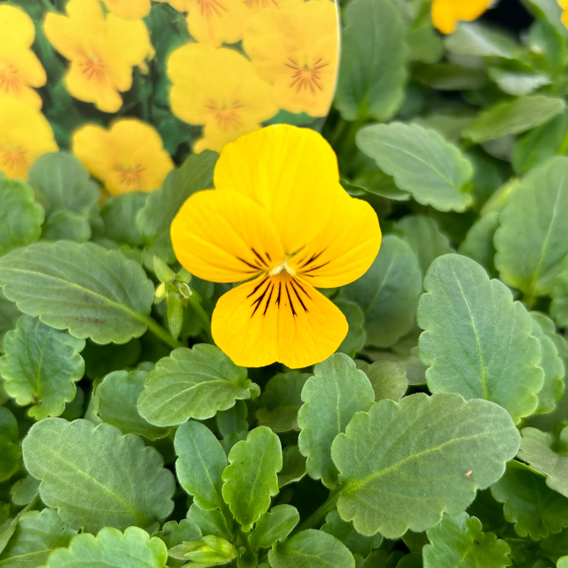 Viola Yellow punnet