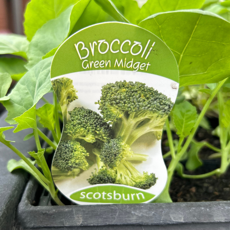 Broccoli Green Midget punnet