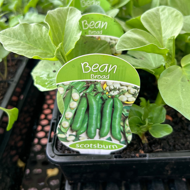 Broad Bean punnet