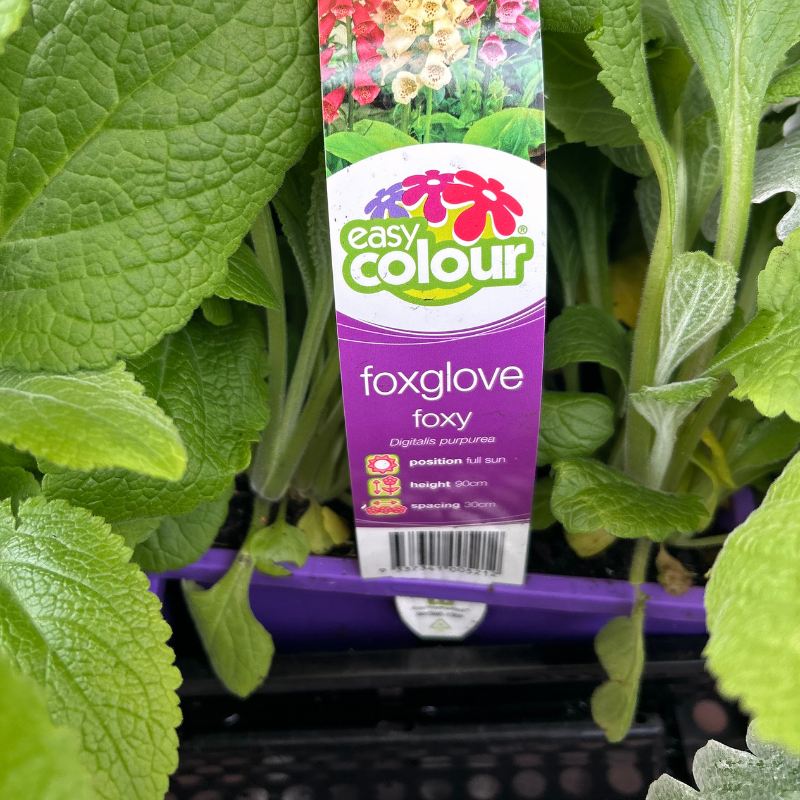 Foxglove Foxy Easy Colour