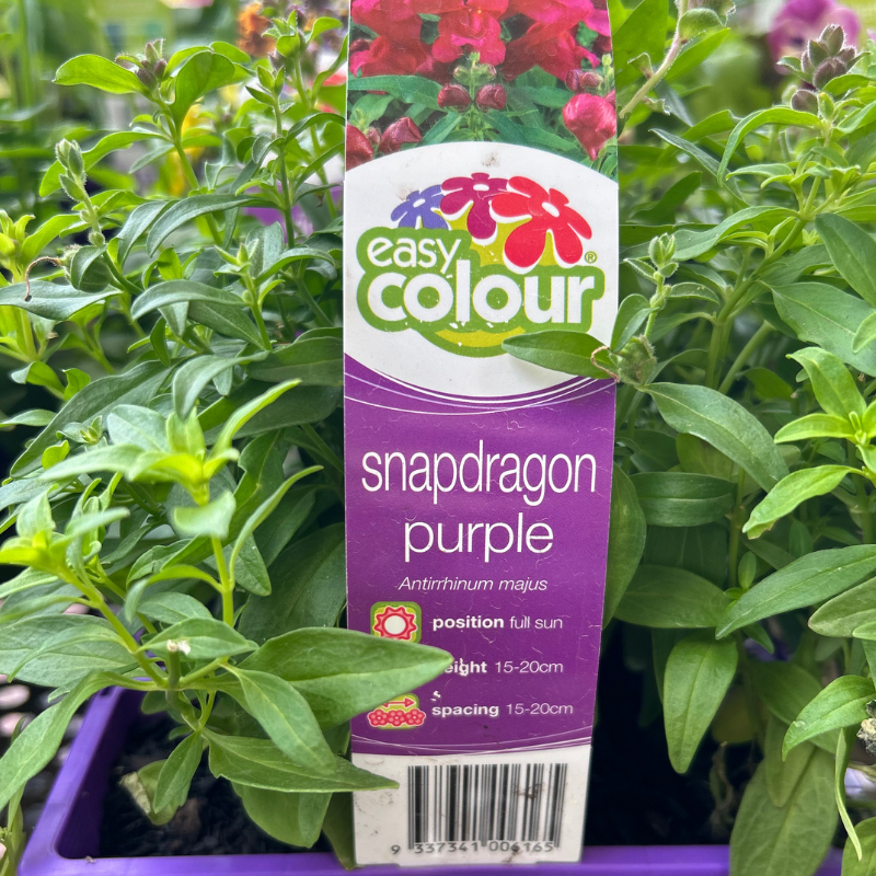 Snapdragon Purple Easy Clour