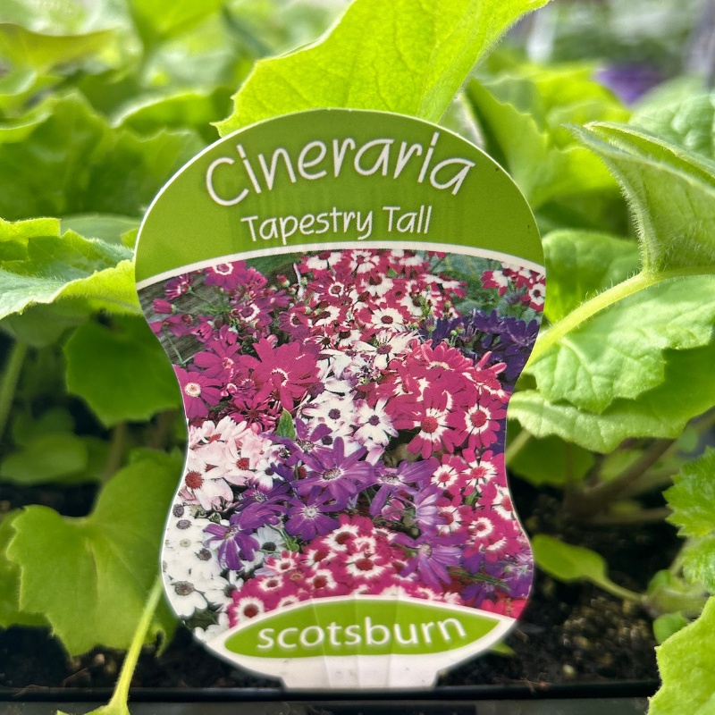 Cineraria Tapestry punnet