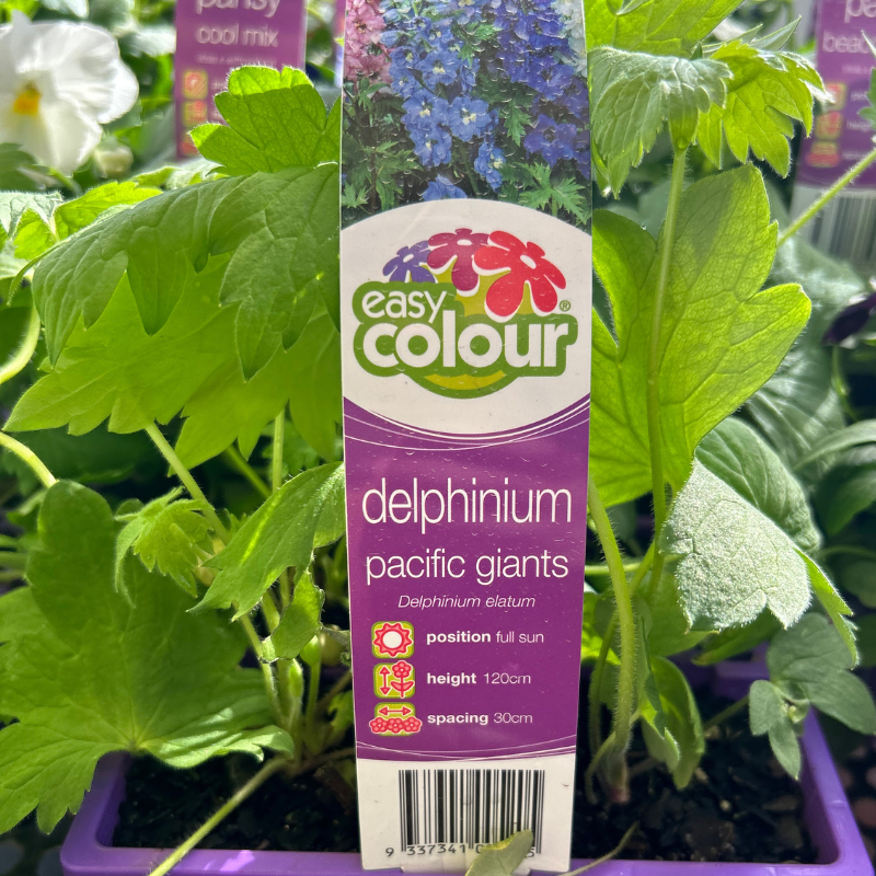 Delphinium Pacific Giants Easy Colour