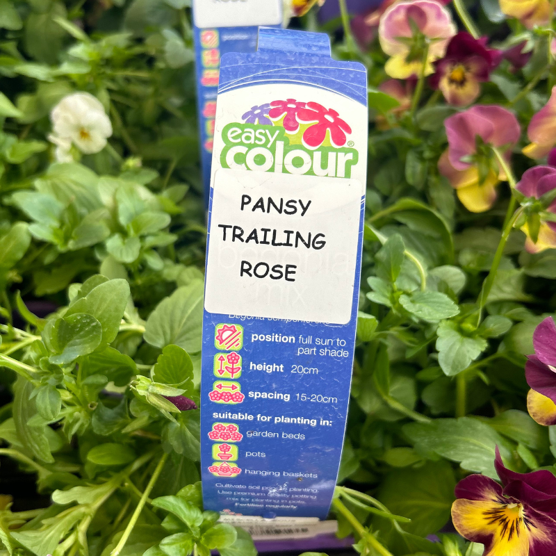 Pansy Trailing Rose Easy Colour