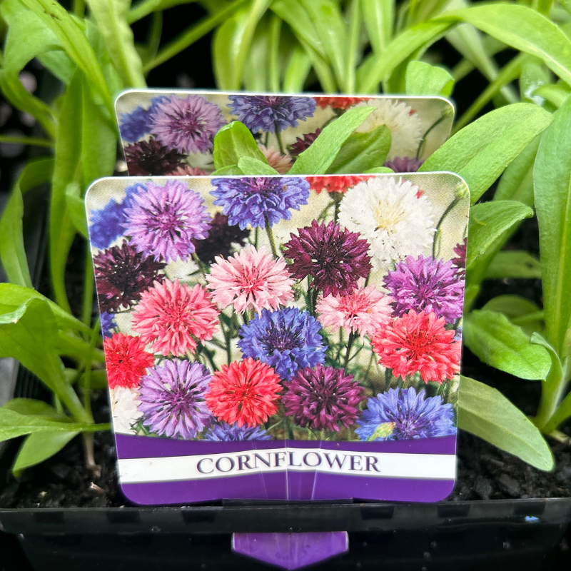 Cornflower punnet