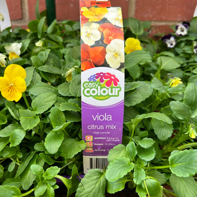Viola Citrus Mix Easy Colour