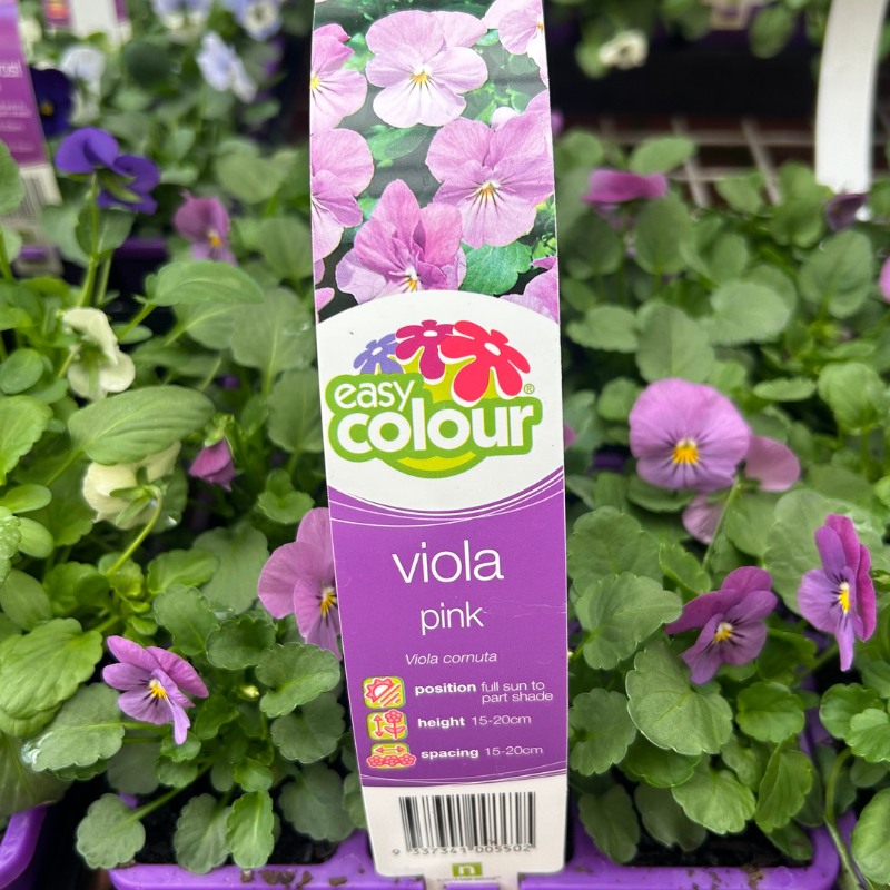 Viola Pink Easy Colour