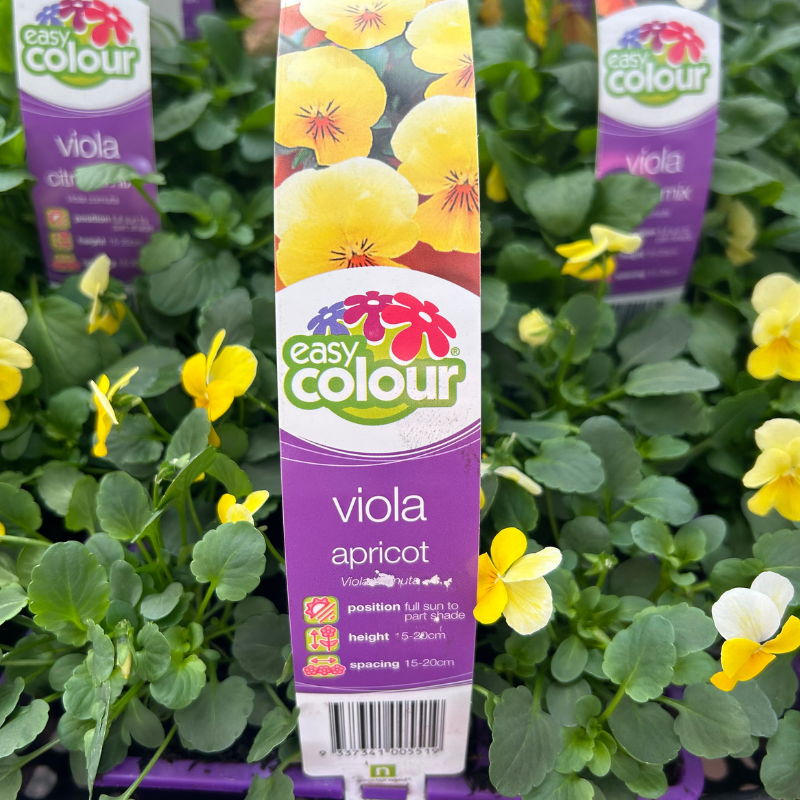 Viola Apricot Easy Colour