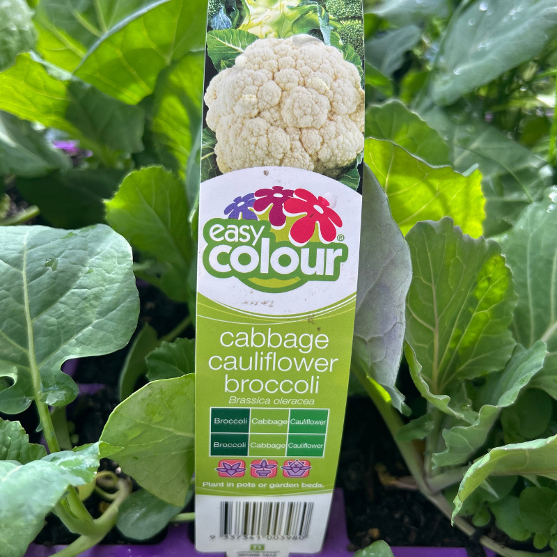 Cabbage, Cauliflower, Broccoli Combo Easy Colour