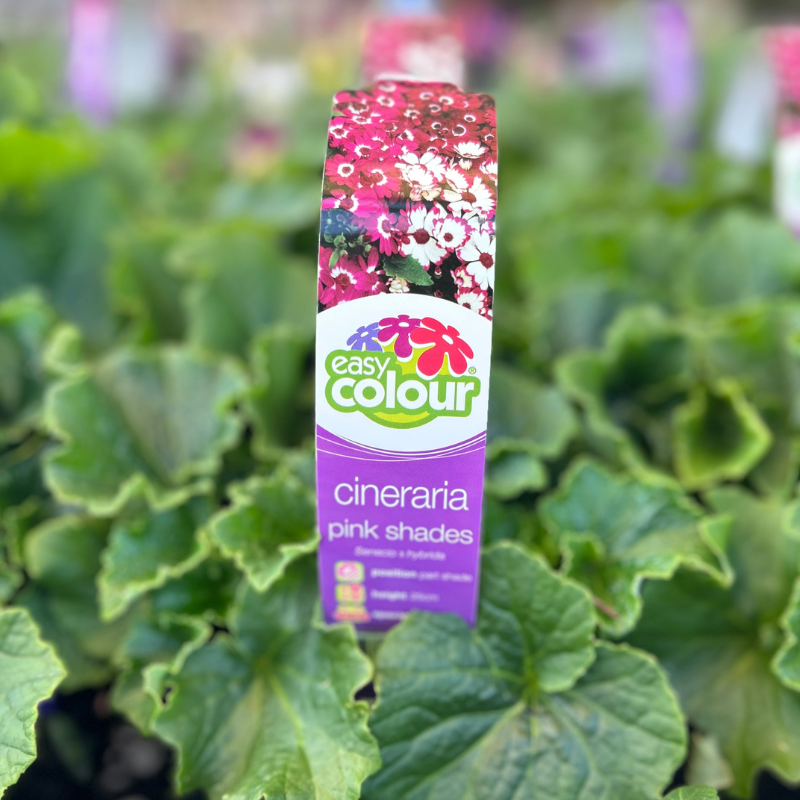Cineraria Pink Shades Easy Colour 4 Cell
