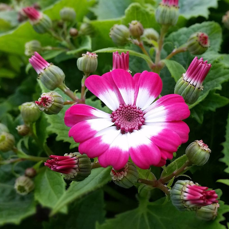 Cineraria Pink Shades Easy Colour 4 Cell