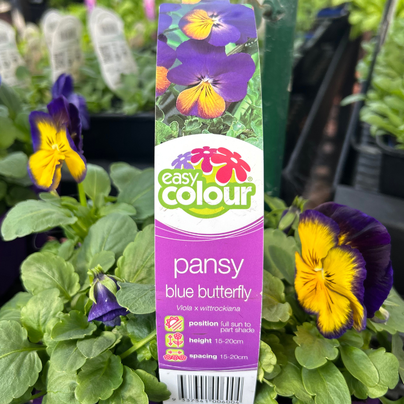 Pansy Blue Butterfly Easy Colour