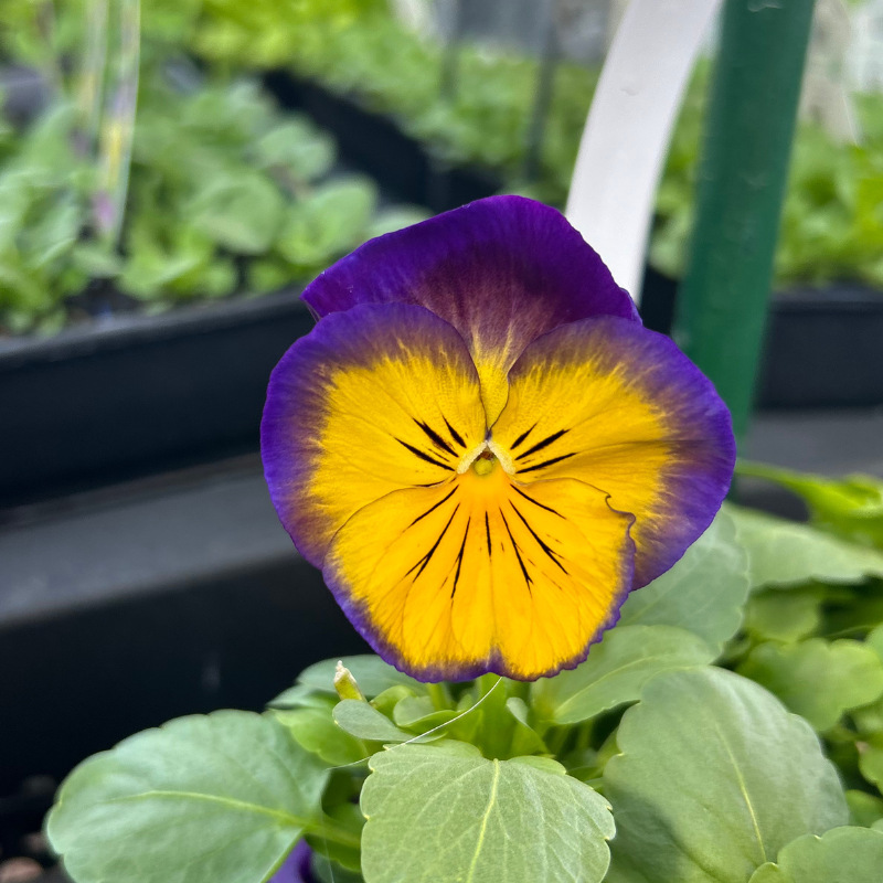 Pansy Blue Butterfly Easy Colour