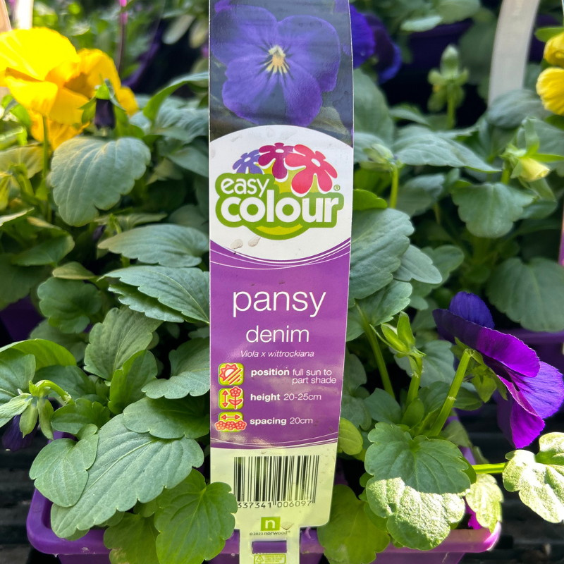 Pansy Denim Easy Colour
