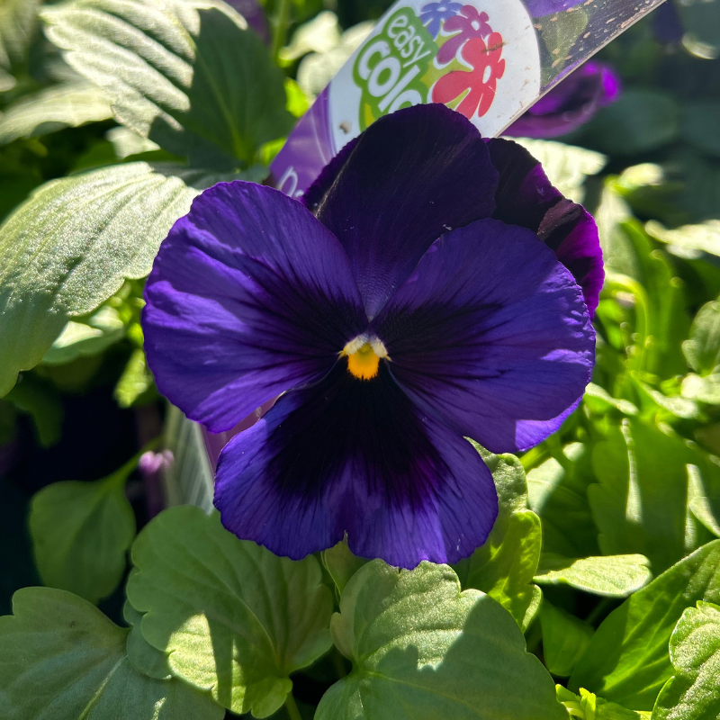 Pansy Denim Easy Colour