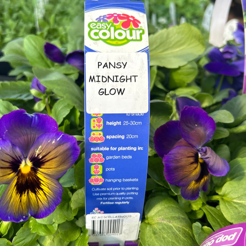 Pansy Midnight Glow Easy Colour
