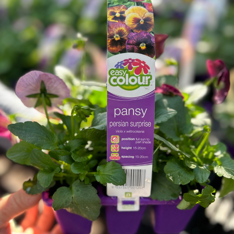 Pansy Persian Surprise Easy Colour