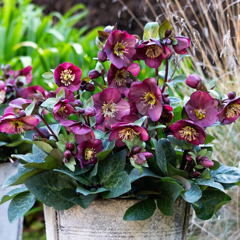 Helleborus Vibey Velvet PGA
