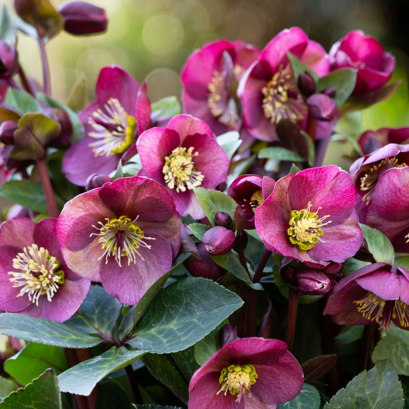 Helleborus Vibey Velvet PGA