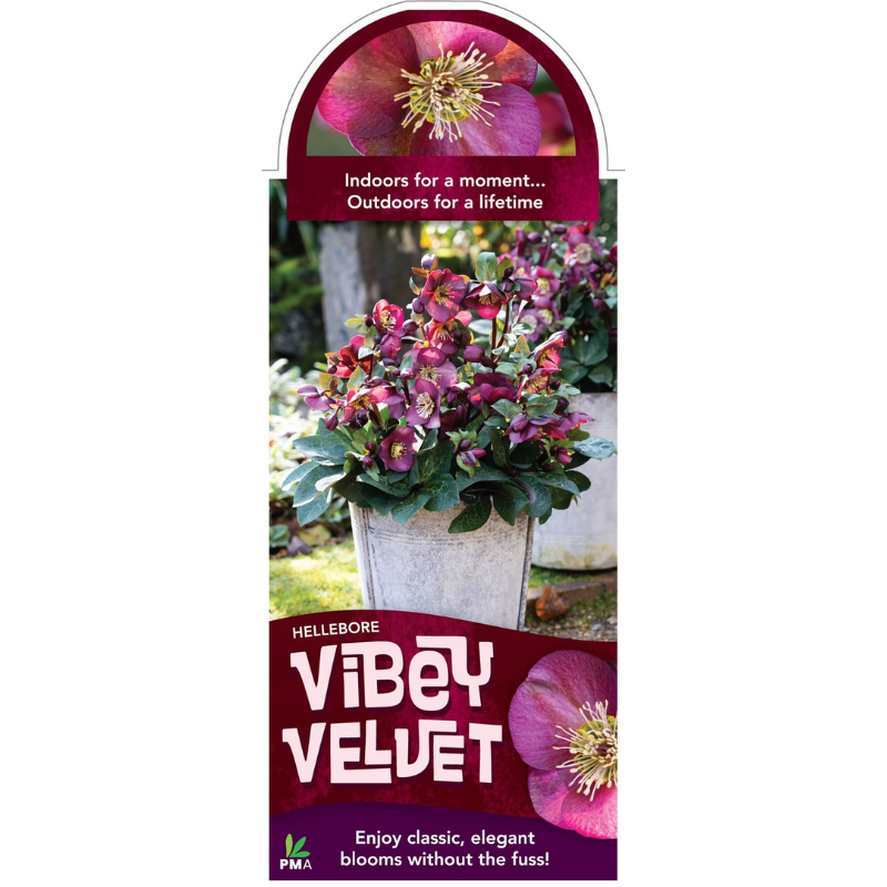 Helleborus Vibey Velvet PGA