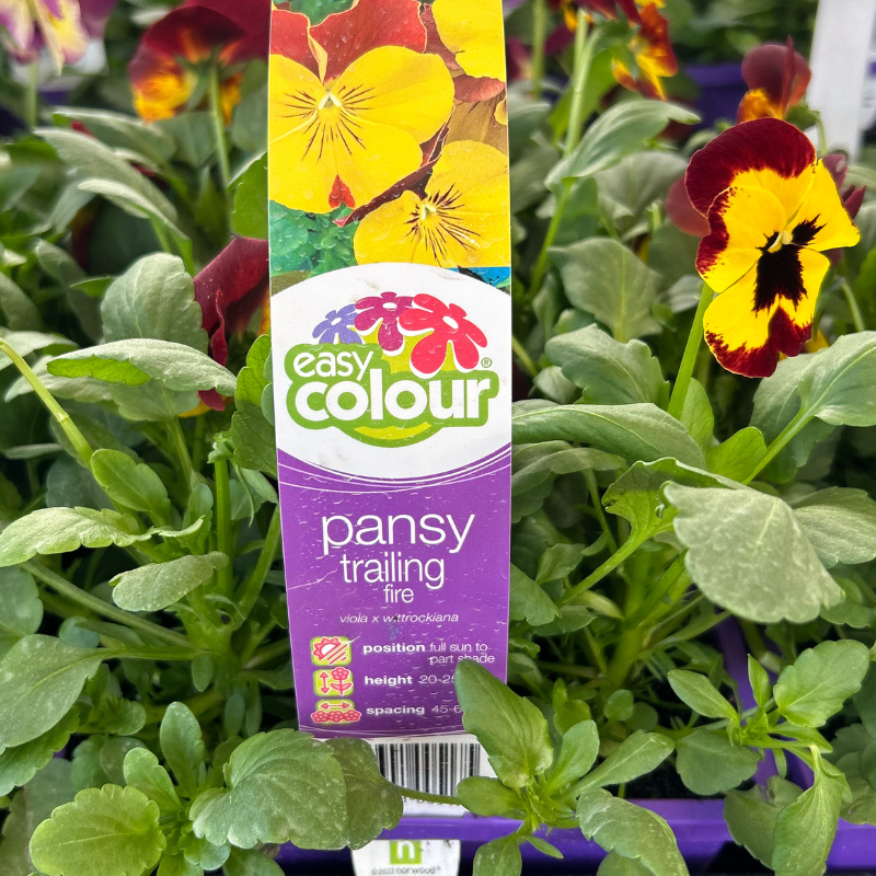 Pansy Trailing Fire Easy Colour