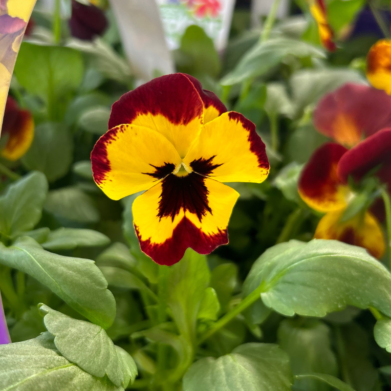 Pansy Trailing Fire Easy Colour